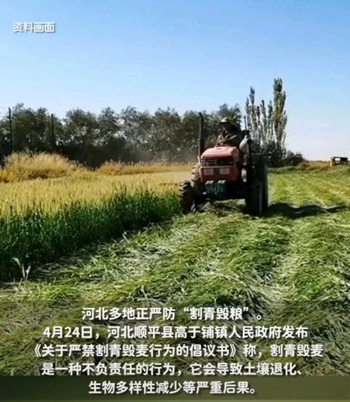 金色府谷迎盛會，海紅果香鎂業興