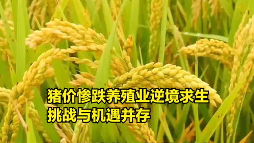 豬價震蕩下行，養殖業如何破局？——探析“糧食-飼料-養殖”產業鏈的挑戰與機遇